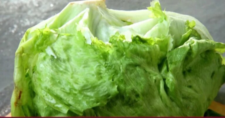 1784255108491_nn_ath_iceberg_lettuce_parasite_outbreak_260726_S3_1920x1080-xglhr9.jpg