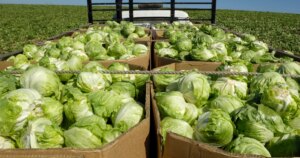 260724-iceberg-lettuce-mn-0830-98ffc1.jpg