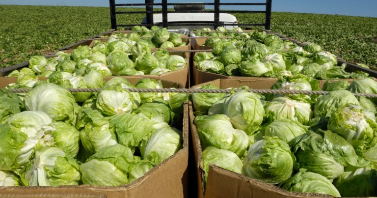 260724-iceberg-lettuce-mn-0830-98ffc1.jpg