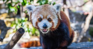 260727-RedPanda0625263Ruby-vsb-2027-0557d2.jpg