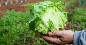 260728-iceberg-lettuce-vl-412p-67d6d2.jpg