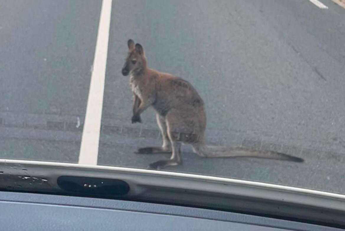 Escaped-wallaby-leads-police-on-chase-through-Dutch-city.jpg