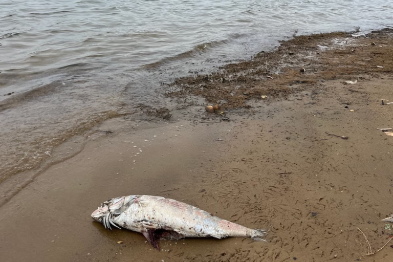 Fish-die-off-in-Southern-Australia-coast-due-to-algal-bloom.png