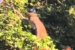 Florida-city-issues-warning-after-multiple-monkey-sightings.jpg