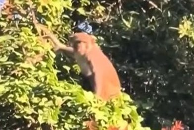 Florida-city-issues-warning-after-multiple-monkey-sightings.jpg