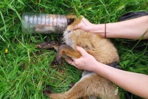 Fox-with-head-stuck-in-plastic-bottle-rescued-in-Scotland.jpg