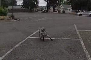 Loose-goat-leads-authorities-on-a-20-minute-chase-in-Wash.jpg