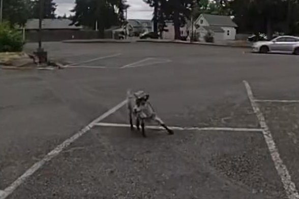 Loose-goat-leads-authorities-on-a-20-minute-chase-in-Wash.jpg