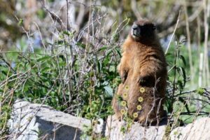 Marmot-researchers-raising-funds-with-OnlyMarms-page-on-OnlyFans.jpg