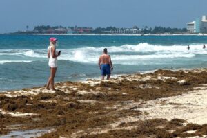 Mexico-to-unveil-sargassum-plan-as-crisis-worsens-in-Caribbean.jpg