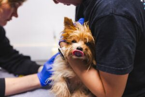 SDHS_Escondido-Yorkies-Mass-Intake_072826_-12.jpg