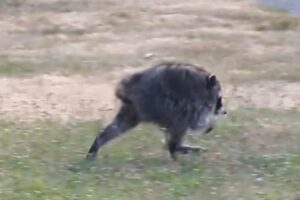 Seattles-round-raccoon-Jimothy-becomes-viral-star.jpg