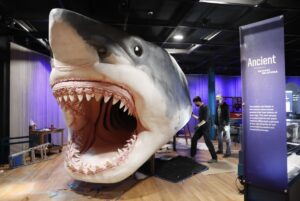 Shark-Week-Five-times-sharks-swam-into-Odd-News-headlines.jpg