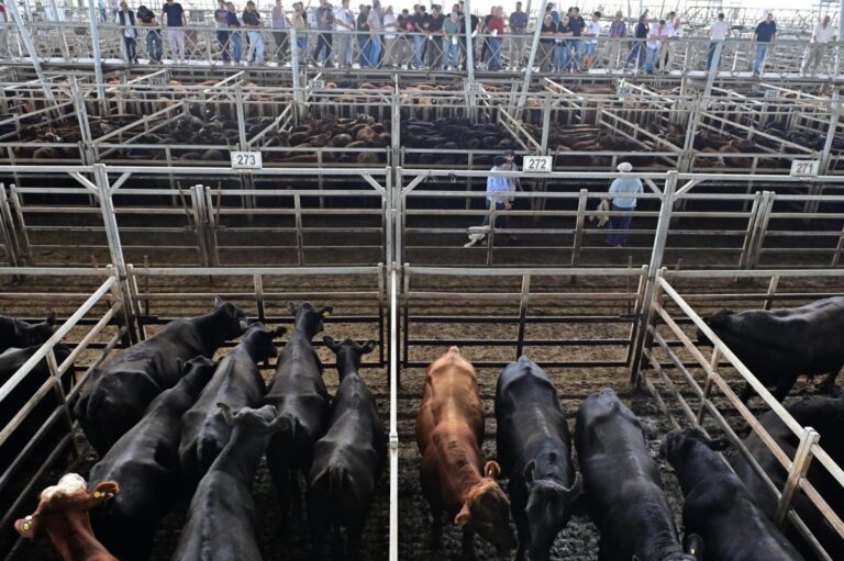 US-lifts-ban-on-cattle-imports-from-Mexico.jpg