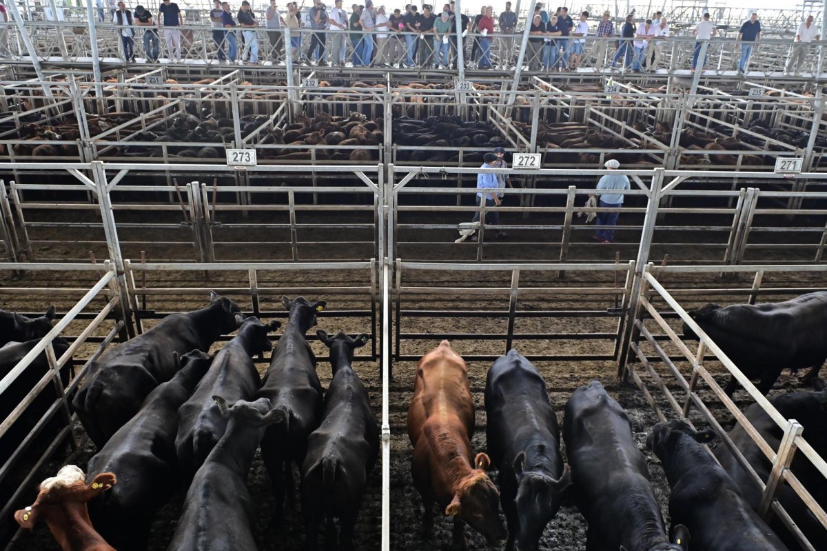 US-lifts-ban-on-cattle-imports-from-Mexico.jpg