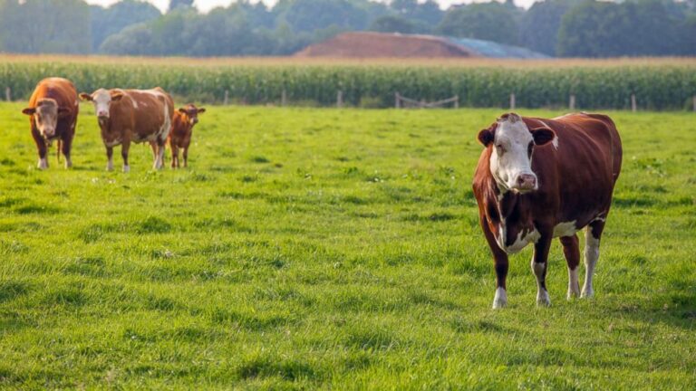 cow-rf-gty-ml-181018_hpMain_16x9_992.jpg