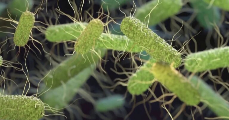 1785971646677_nn_ath_salmonella_outbreak_260805_S3_1920x1080-nh302u.jpg