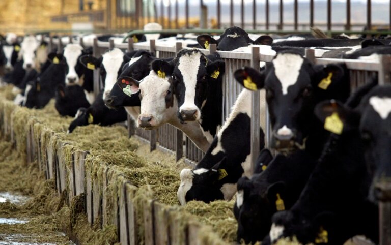 2022-01-11T000000Z_1799180953_RC24XR999VFR_RTRMADP_3_USA-CLIMATE-DAIRY-1786356391.jpg