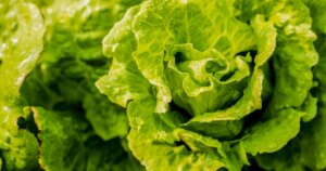 260721-Iceberg-lettuce-ch-1554-c92d7c.jpg