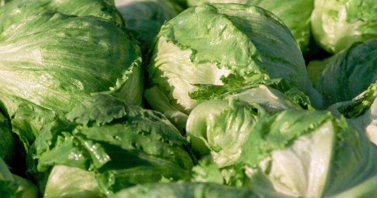 260804-iceberg-lettuce-ch-1616-b62da7.jpg