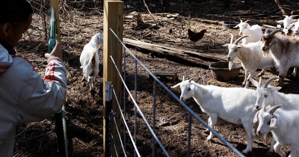 260828-goats-north-carolina-ww-2001-78d196.jpg