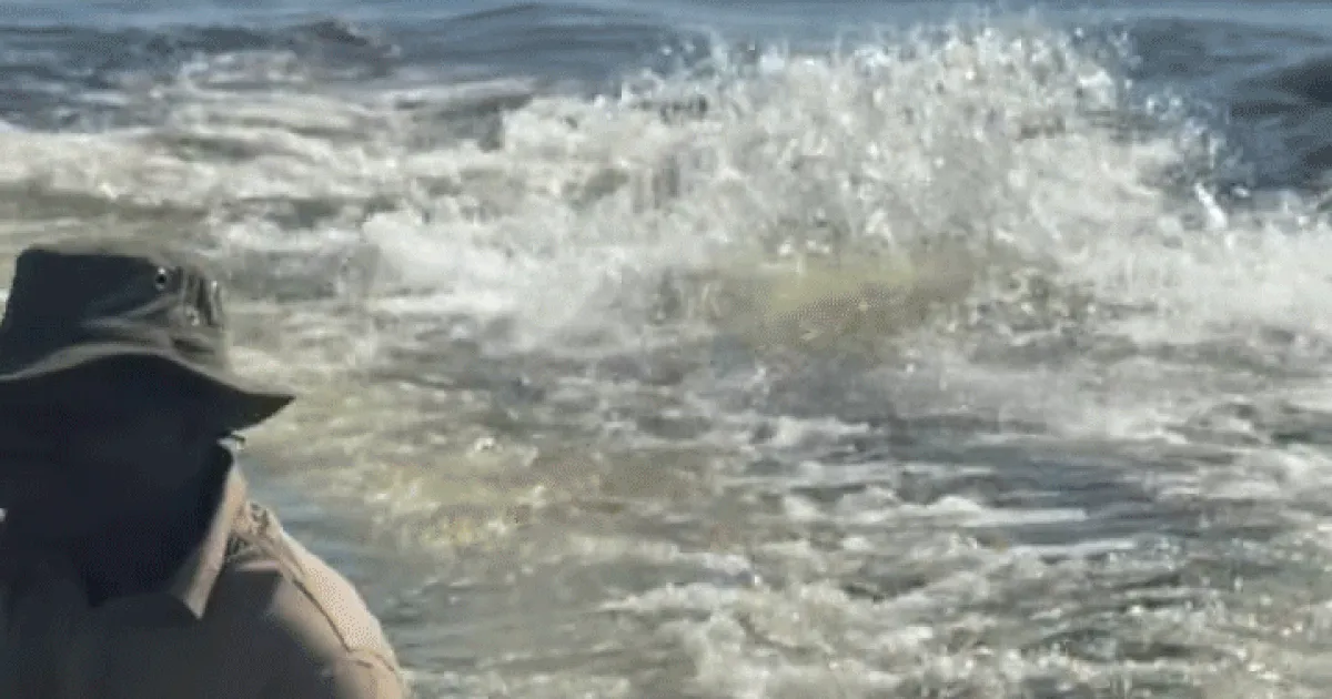 Botswana-hippo-vsb-2218-72e9be.gif