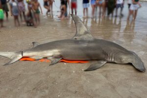 CB-Great-Hammerhead.jpg