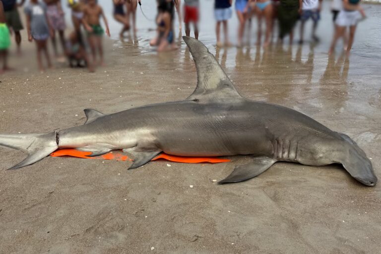 CB-Great-Hammerhead.jpg