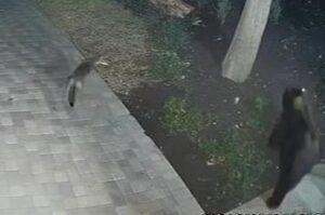 Coyote-chases-bear-away-from-Los-Angeles-home.jpg