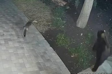 Coyote-chases-bear-away-from-Los-Angeles-home.jpg