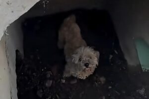 Dog-missing-for-over-a-month-found-trapped-in-storm-drain.jpg