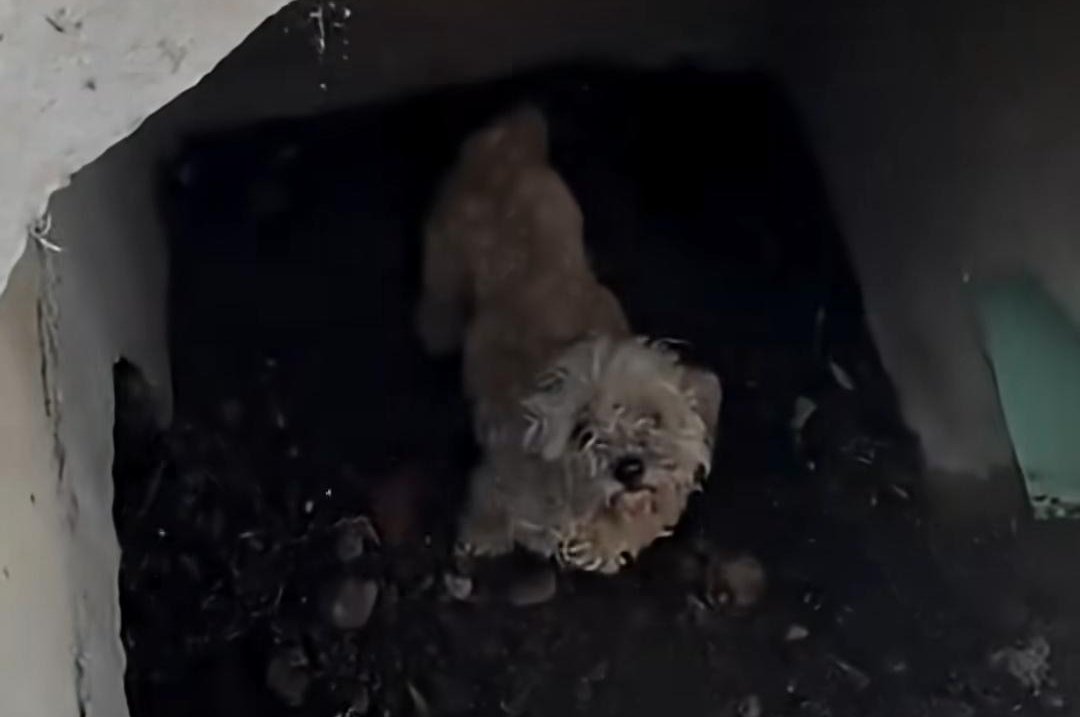 Dog-missing-for-over-a-month-found-trapped-in-storm-drain.jpg