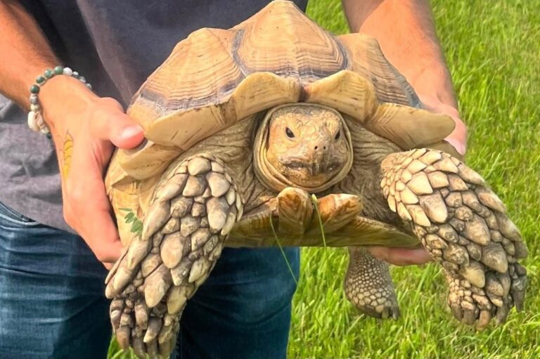 Escaped-tortoise-found-after-2-weeks-over-12-miles-from-home.jpg