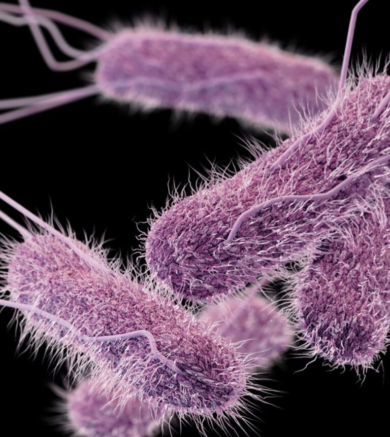 FDA-CDC-probing-27-state-salmonella-outbreak-tied-to-jalapeos.jpg
