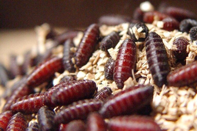 FDA-issues-emergency-approval-to-use-ivermectin-against-screwworm.jpg