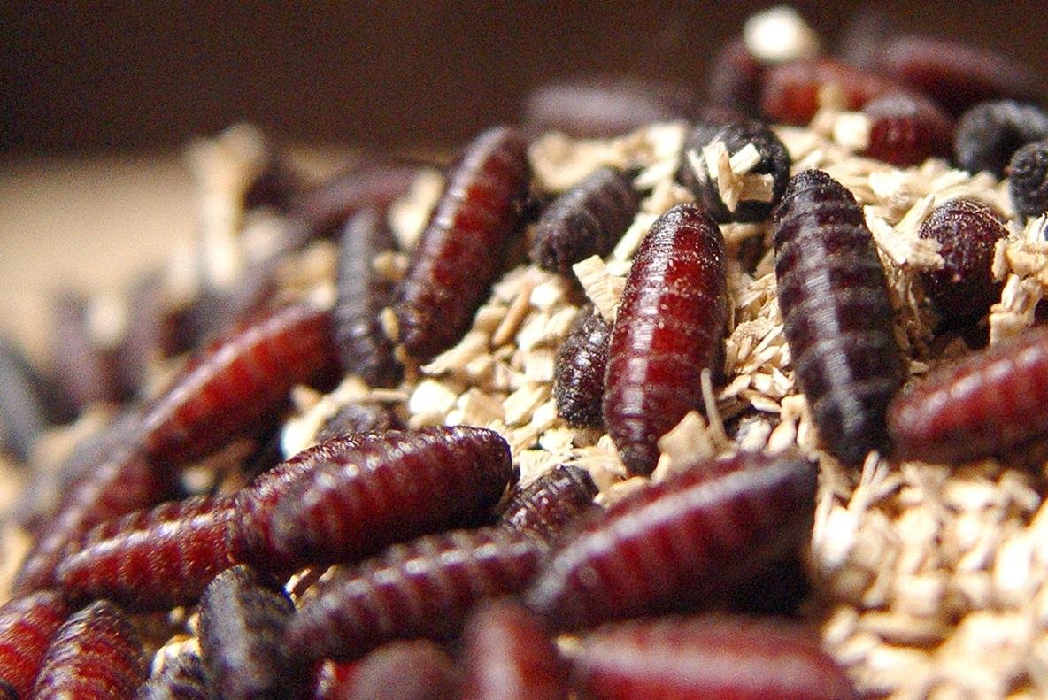 FDA-issues-emergency-approval-to-use-ivermectin-against-screwworm.jpg