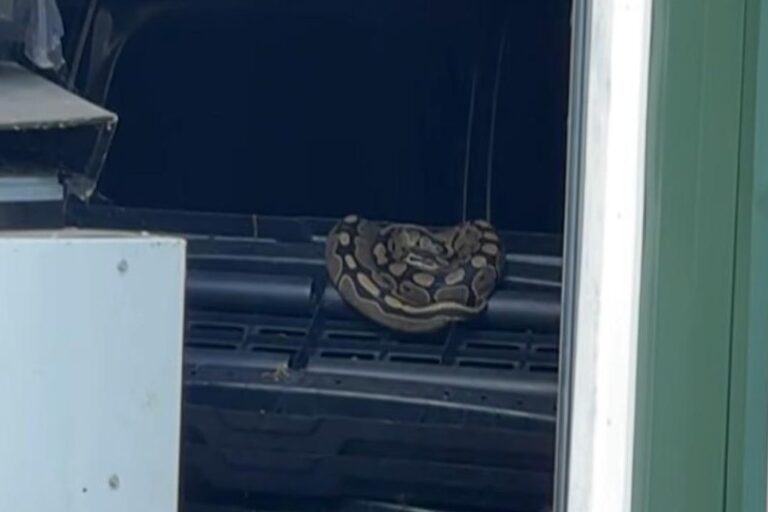 Michigan-woman-finds-escaped-python-in-her-pole-barn.jpg