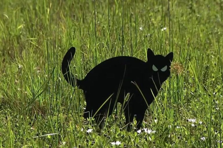 Mysterious-cat-cutouts-placed-in-vacant-lots-as-apparent-owl-deterrent.jpg