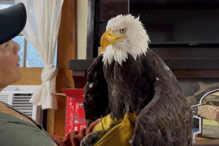 Obit_Bald_Eagle_Jackie_3263_.jpg