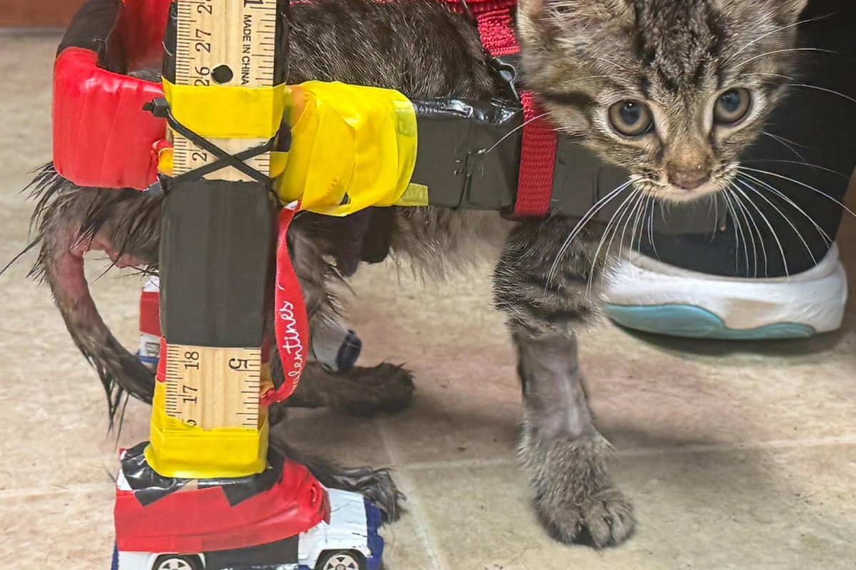 Ohio-shelter-kitten-trades-in-Hot-Wheels-for-custom-wheelchair.jpg