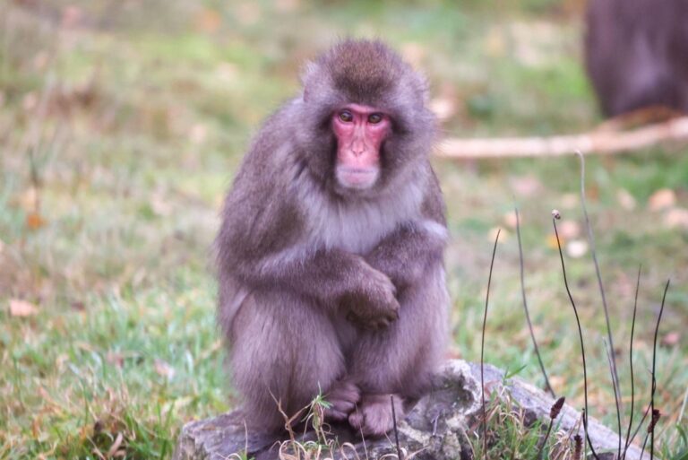 Scottish-zoos-escaped-Japanese-macaque-monkey-returns-home.jpg