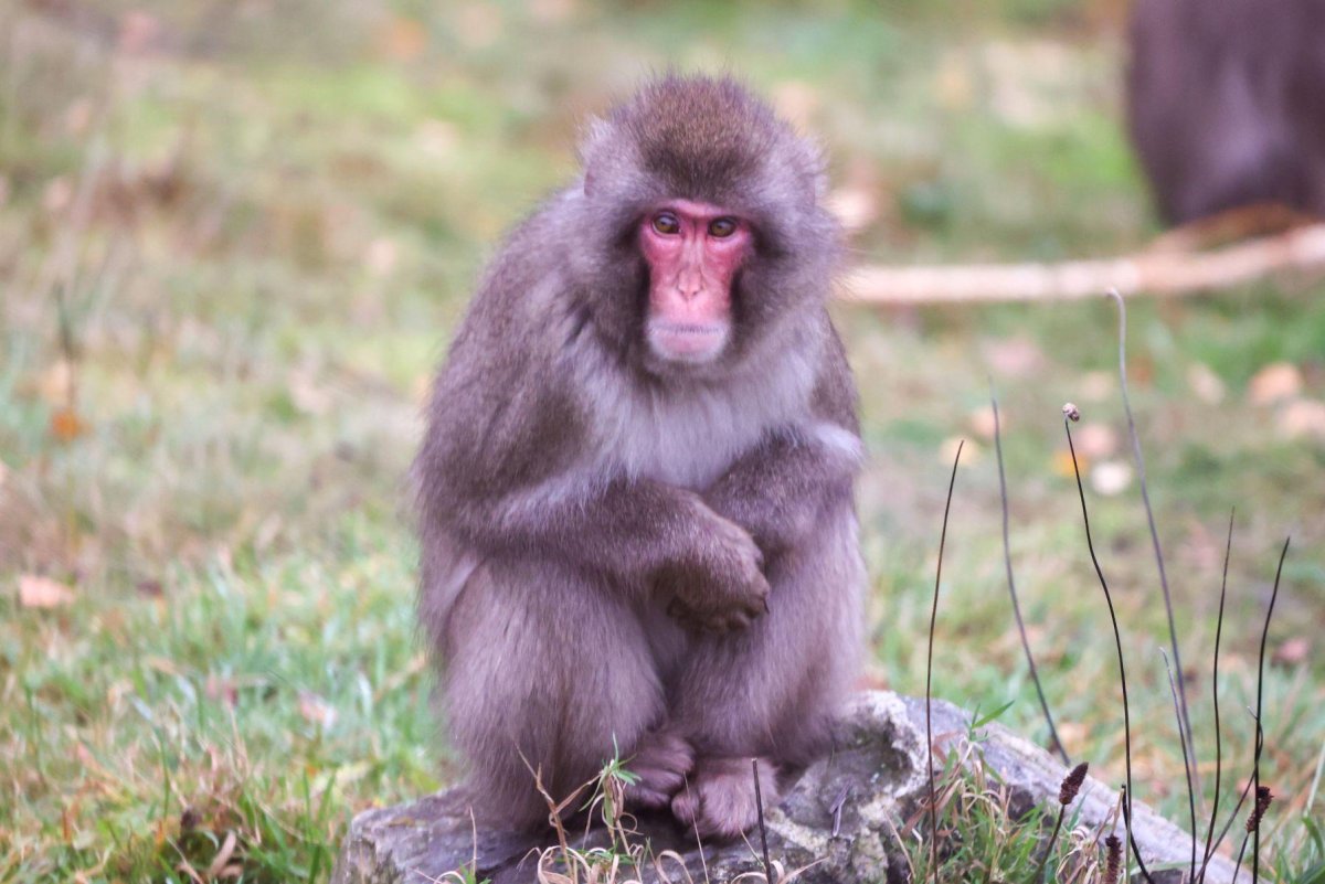 Scottish-zoos-escaped-Japanese-macaque-monkey-returns-home.jpg