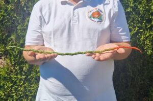 Swiss-gardener-grows-chili-pepper-measuring-1-foot-86-inches-long.jpg