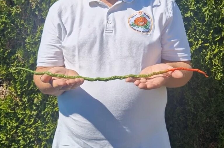 Swiss-gardener-grows-chili-pepper-measuring-1-foot-86-inches-long.jpg