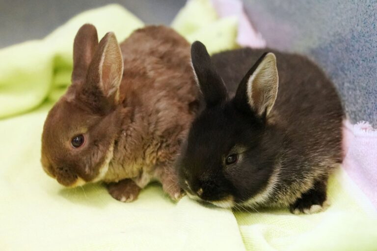 Tick-borne-rabbit-fever-reported-in-New-York.jpg