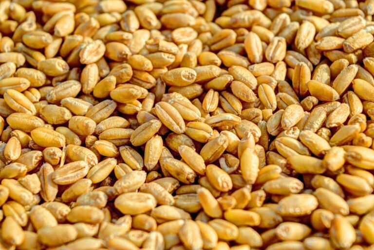 Ukraine-hits-Russian-grain-facilities-prompting-food-price-warnings.jpg