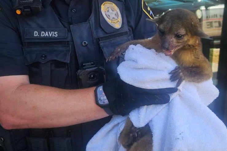 Wandering-kinkajou-rescued-from-outside-Texas-business.jpg