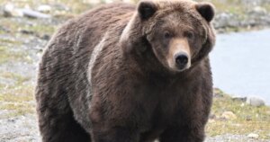 1790769385472_tdy_news_7a_morning_boost_fat_bear_260930_S3_1920x1080-fkpzui.jpg