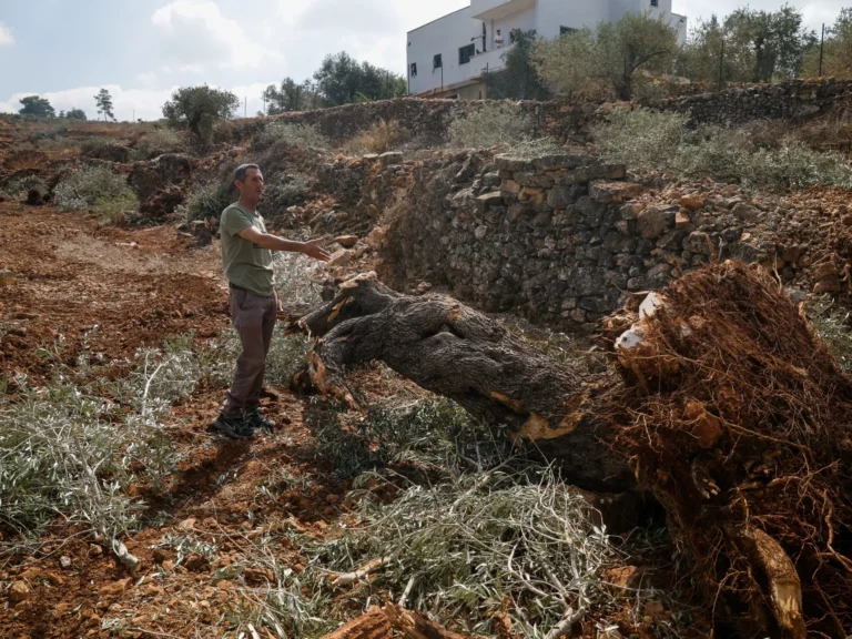2026-09-23T082909Z_1627711264_RC2VONA8IMW1_RTRMADP_3_ISRAEL-PALESTINIANS-WEST-BANK-OLIVE-TREES-17902.webp