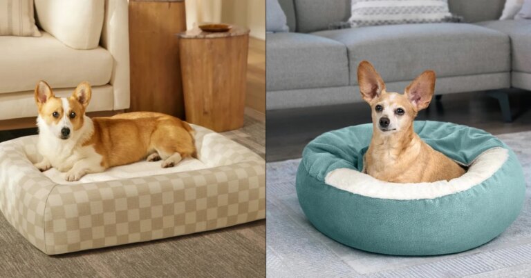 260828-best-dog-beds-dj-main-ab2d50.jpg